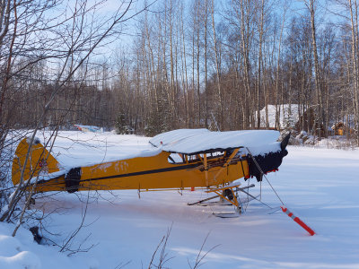 Cub on skis