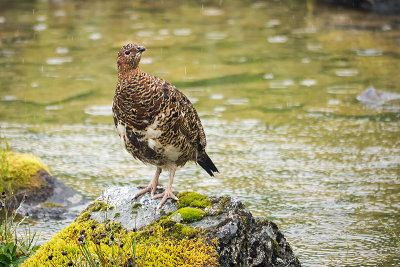 Willow ptarmigan