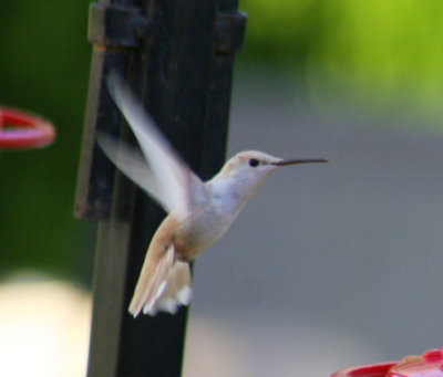 leucistic ruby throated hummingbird