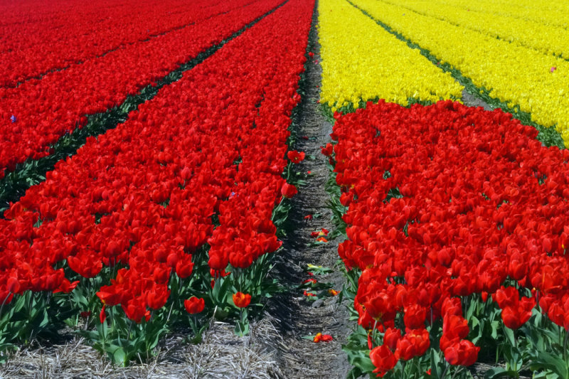 Flower fields