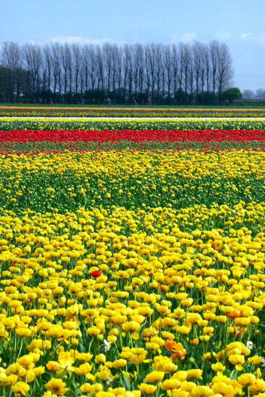 Flower fields