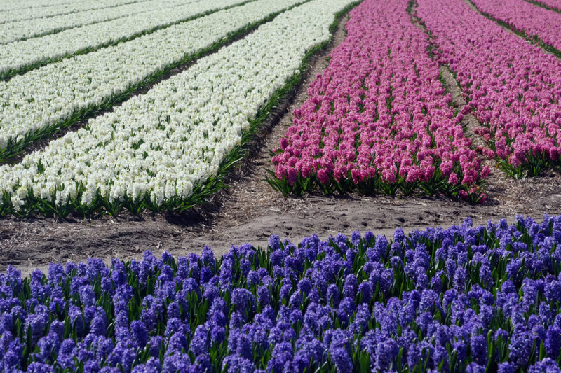 Flower fields