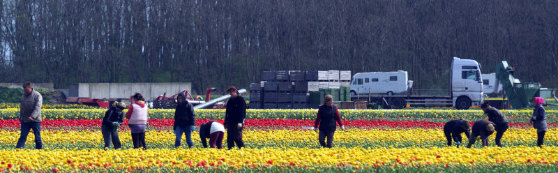 Flower fields