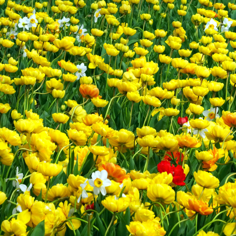 Flower fields