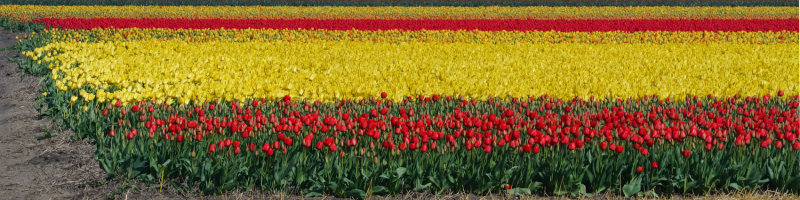 Flower fields