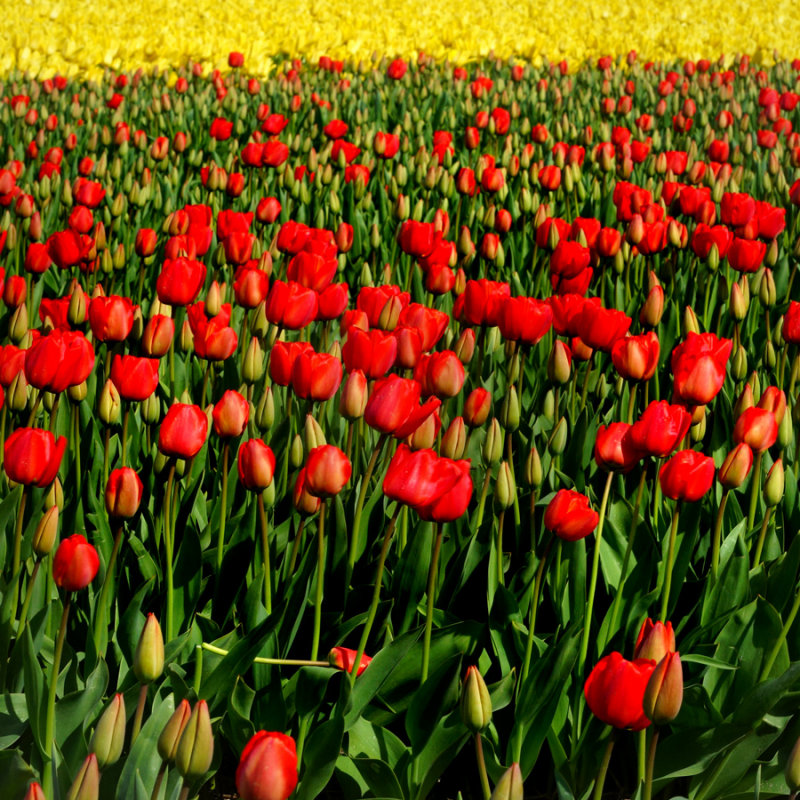 Flower fields