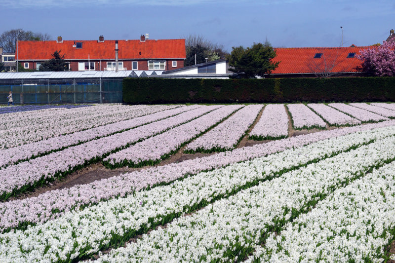 Flower fields