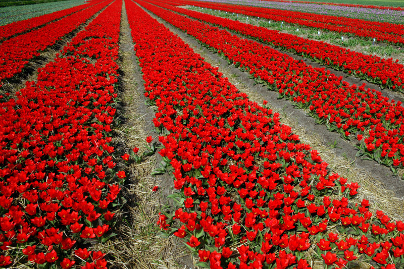 Flower fields