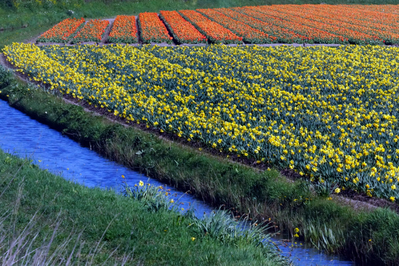 Flower fields