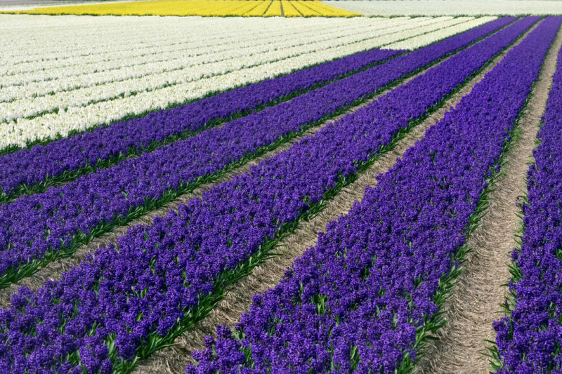 Flower fields