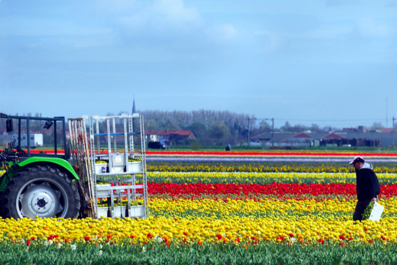 Flower fields