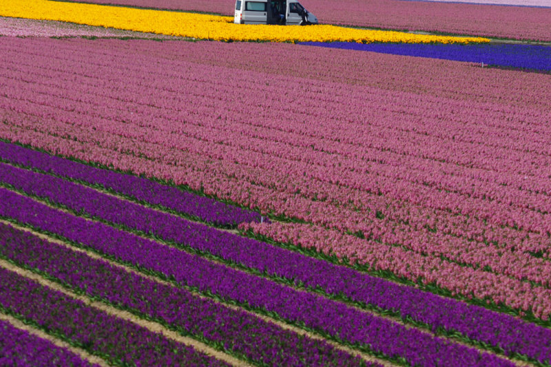 Flower fields