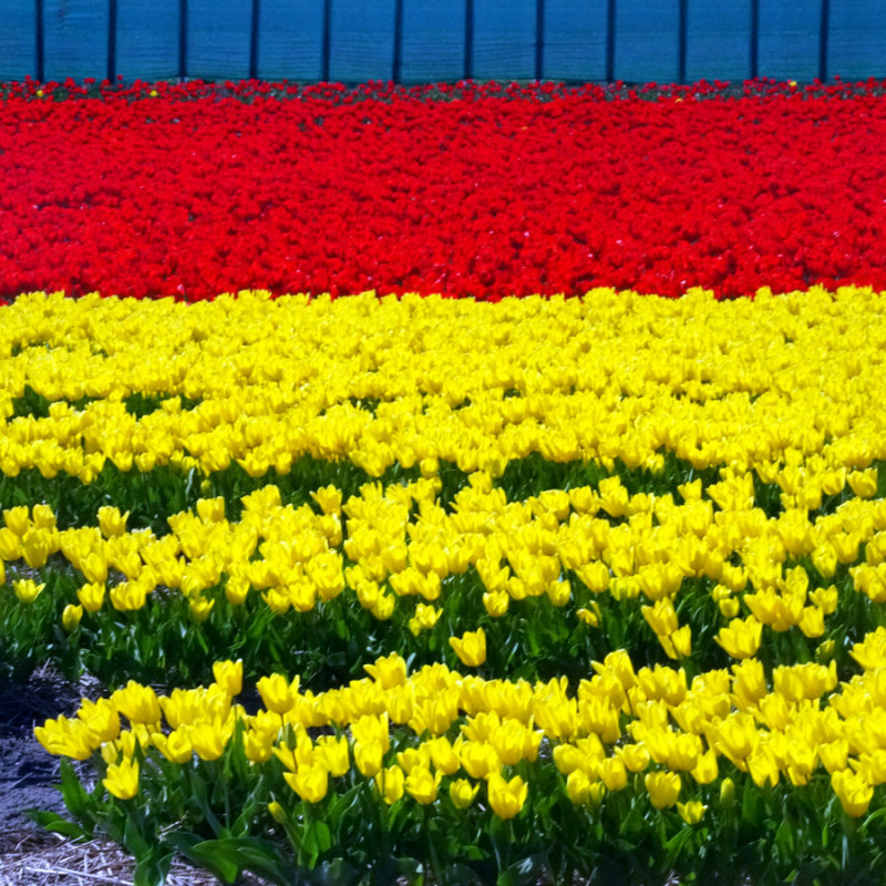 Flower fields