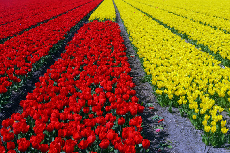 Flower fields