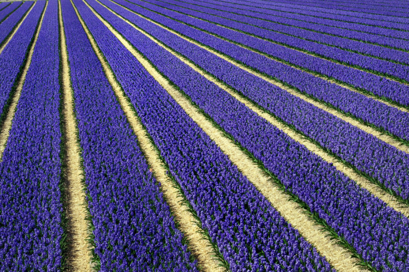 Flower fields