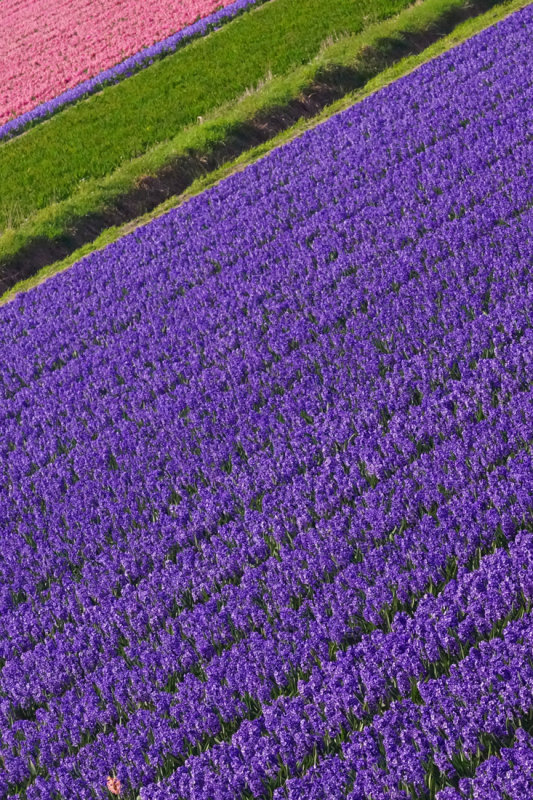 Flower fields