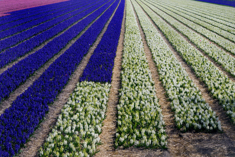 Flower fields