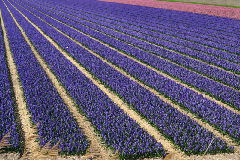 Flower fields
