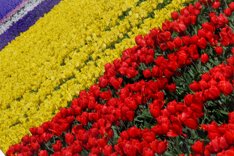 Flower fields