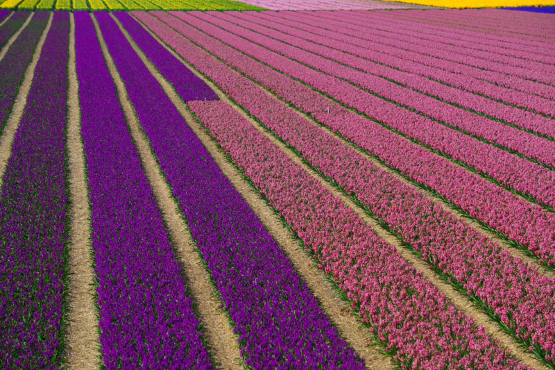 Flower fields