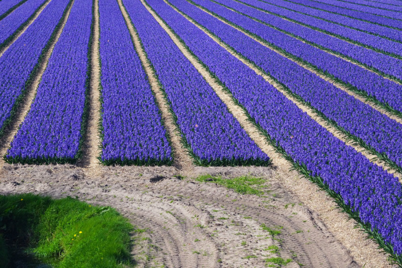 Flower fields