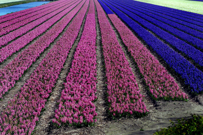 Flower fields