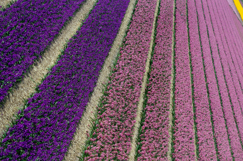 Flower fields
