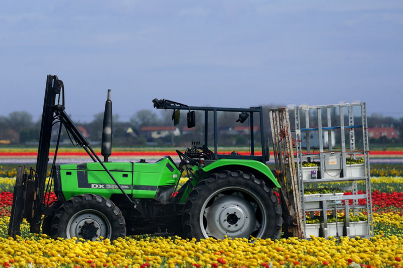 Flower fields