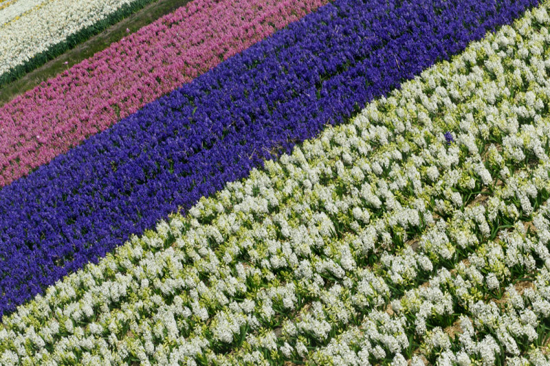 Flower fields