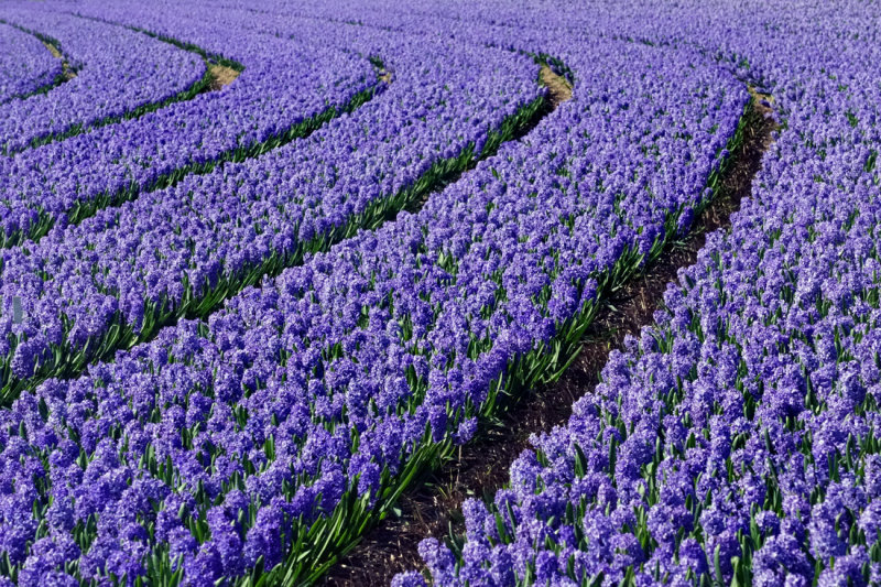 Flower fields