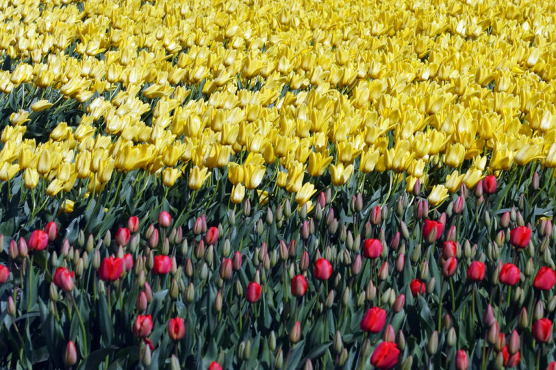 Flower fields