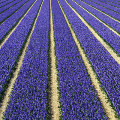 Dutch flower fields