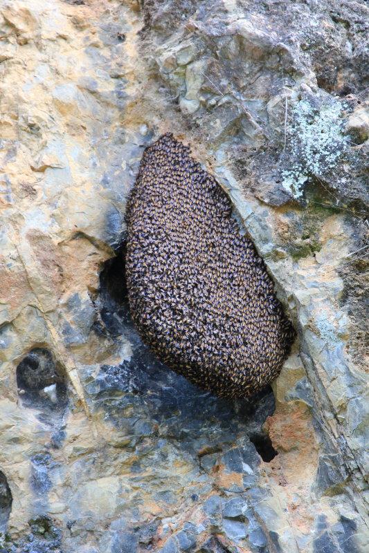 Killer bees on the cave ceiling