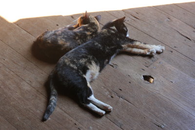 Nga Hpe Kyaung Monastery. Known as Jumping Cat Monastery. Sleeping Cat Monastery would be more correct!