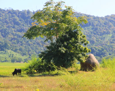 Rural scene in Ngapali