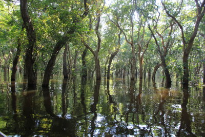 The sunken forest near Kompong Phluk