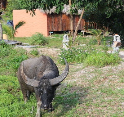 Water buffalo outside my bungalow. Paradise Bugalows