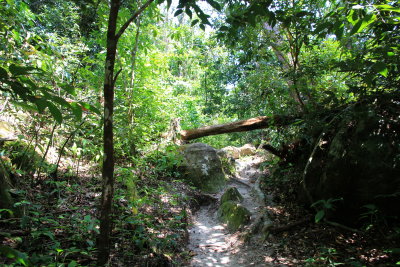 Jungle track at Koh Rong