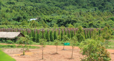 Starling Farm outside Kampot