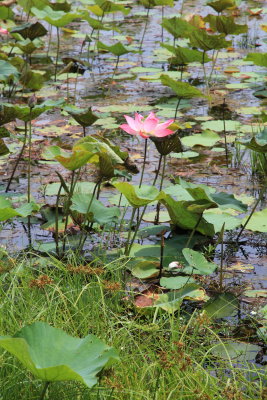 The lotus pond by the governors palace