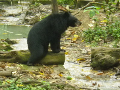 Bear at Kuang Si