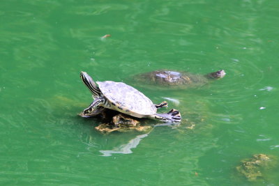 San Anton Botanical Gardens