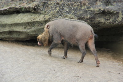 Bearded pig in Bako NP