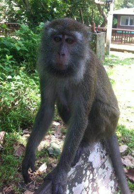 Macaque at the park HQ. One of them grabbed my daypack with phone and wallet. Thanks to a quick thinking tourist it ended well