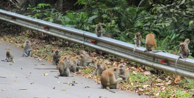The road from the top of Penang Hill down to the Botanical Gardens.
