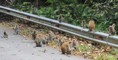 The road from the top of Penang Hill down to the Botanical Gardens. 