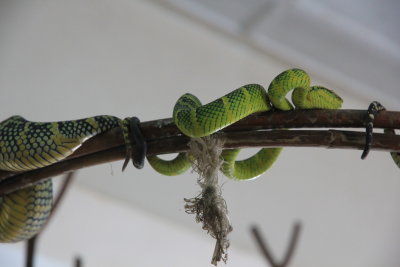 Green pit vipers in the Snake Temple