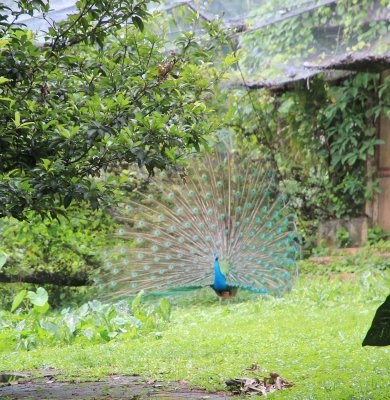 Kl Bird Park