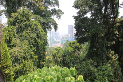 Bukit Nanas Forest Reserve. Unfortunately the park was closed the day I visisted.