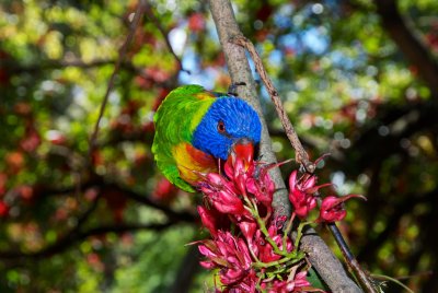 Parrot in the Botanical Gardens, Adelaide
